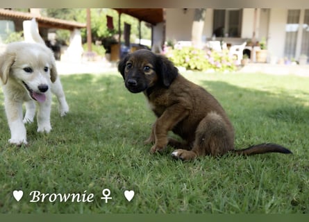 Britney und Brownie suchen ab August ein Zuhause