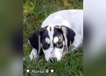 Marla sucht ein Zuhause