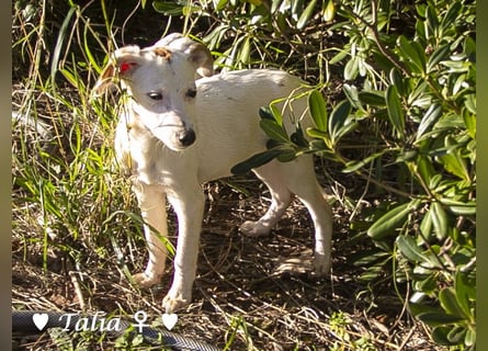 Update neue Bilder: Sechs Winzlinge  suchen ein Zuhause