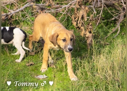 Zwei kleine Jungs   suchen ein Zuhause