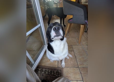 Ein Hund (Rüde), 5 Jahre alt, sucht liebevolles Zuhause in Privathand