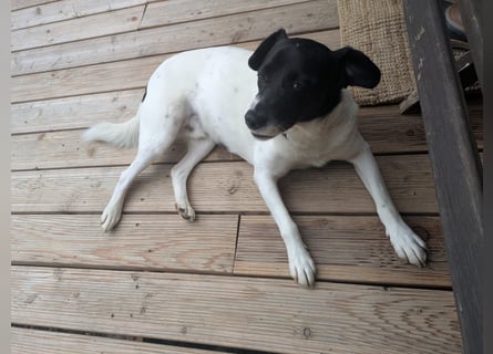 Ein Hund (Rüde), 5 Jahre alt, sucht liebevolles Zuhause in Privathand
