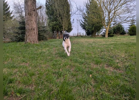 Ein Hund (Rüde), 5 Jahre alt, sucht liebevolles Zuhause in Privathand