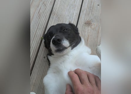 Ein Hund (Rüde), 5 Jahre alt, sucht liebevolles Zuhause in Privathand