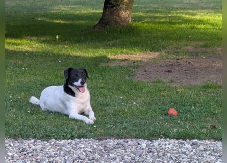 Ein Hund (Rüde), 5 Jahre alt, sucht liebevolles Zuhause in Privathand