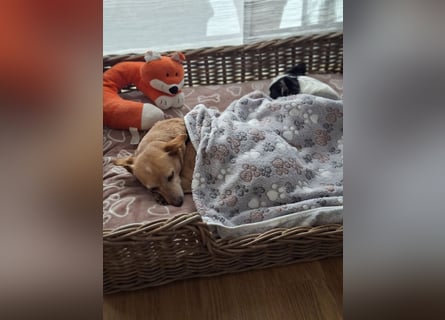 LIEBE TS HÜNDIN ELLI