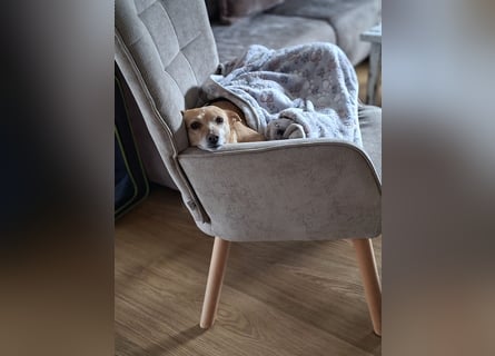 LIEBE TS HÜNDIN ELLI