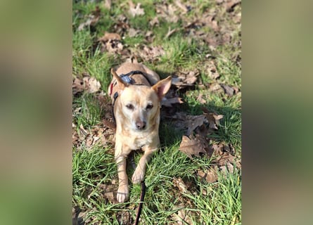 LIEBE TS HÜNDIN ELLI