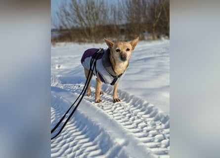 LIEBE TS HÜNDIN ELLI