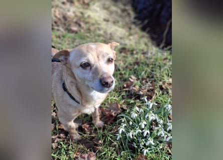 LIEBE TS HÜNDIN ELLI