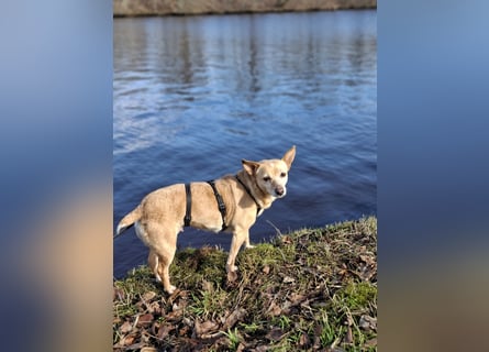 LIEBE TS HÜNDIN ELLI