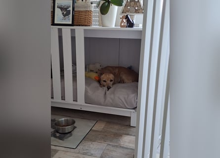 LIEBE TS HÜNDIN ELLI