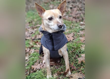 LIEBE TS HÜNDIN ELLI