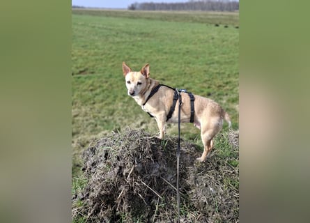 LIEBE TS HÜNDIN ELLI