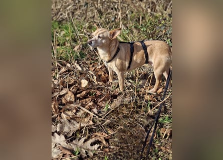 LIEBE TS HÜNDIN ELLI