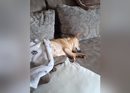 LIEBE TS HÜNDIN ELLI