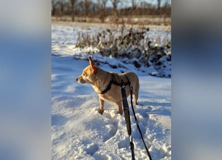 LIEBE TS HÜNDIN ELLI