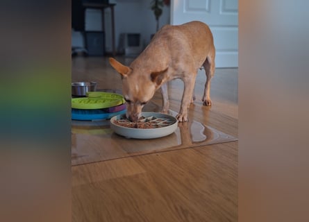 LIEBE TS HÜNDIN ELLI