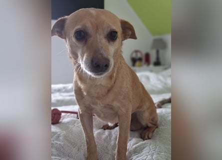 LIEBE TS HÜNDIN ELLI