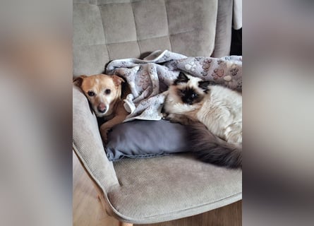 LIEBE TS HÜNDIN ELLI