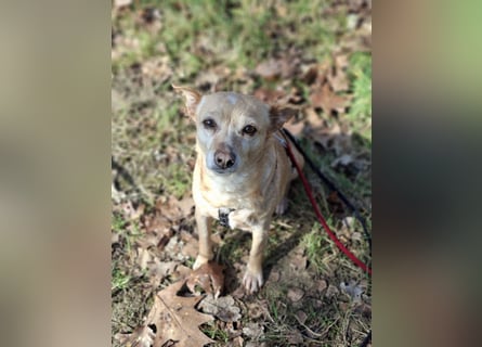 LIEBE TS HÜNDIN ELLI