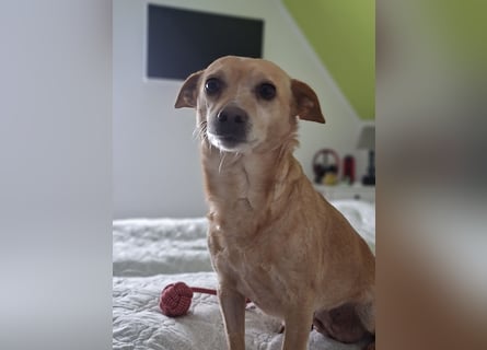 LIEBE TS HÜNDIN ELLI