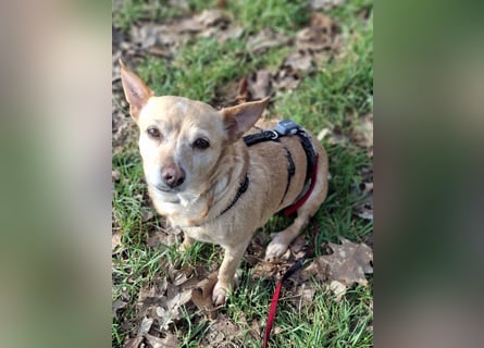 LIEBE TS HÜNDIN ELLI