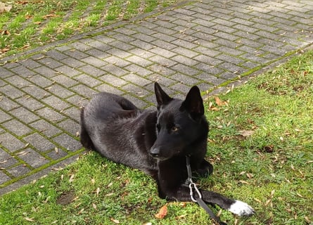 Traumhund
