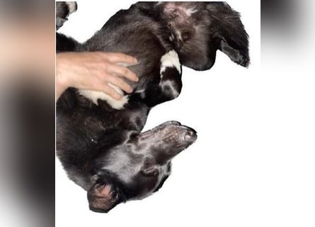 Traumhund