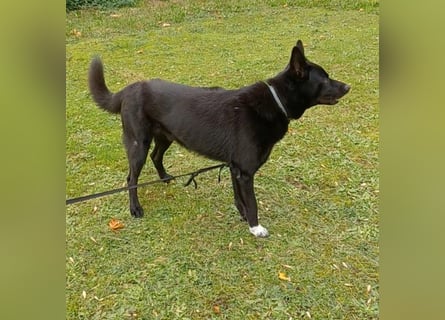 Traumhund