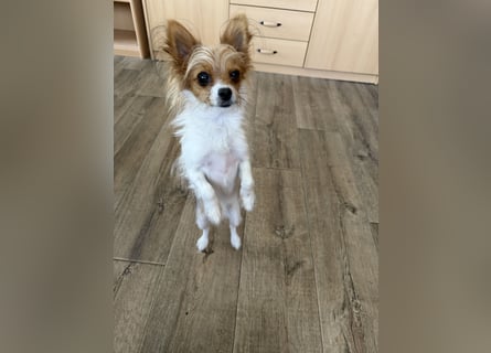 Kleinen Hund