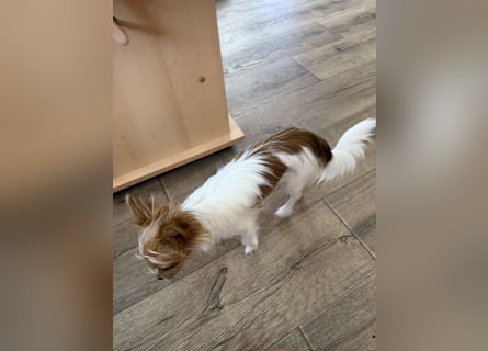Kleinen Hund