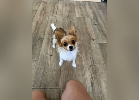 Kleinen Hund