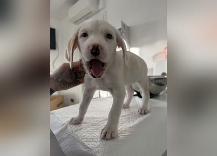 Im Westerwald zu besuchen: Zehn kleine Leben suchen ihr Für-immer-Zuhause