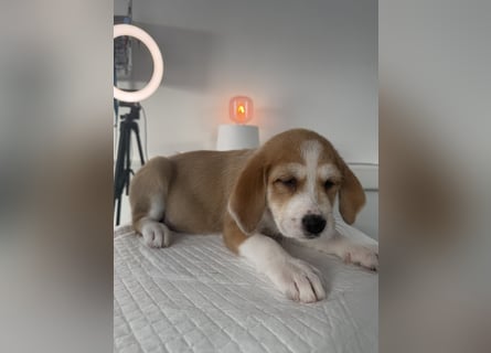 Im Westerwald zu besuchen: Zehn kleine Leben suchen ihr Für-immer-Zuhause