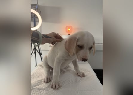 Im Westerwald zu besuchen: Zehn kleine Leben suchen ihr Für-immer-Zuhause