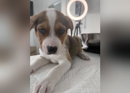 Im Westerwald zu besuchen: Zehn kleine Leben suchen ihr Für-immer-Zuhause