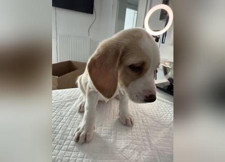 Im Westerwald zu besuchen: Zehn kleine Leben suchen ihr Für-immer-Zuhause