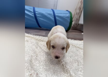 Im Westerwald zu besuchen: Zehn kleine Leben suchen ihr Für-immer-Zuhause