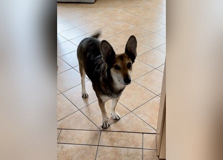 Akira sucht ein liebevolles Zuhause mit Garten