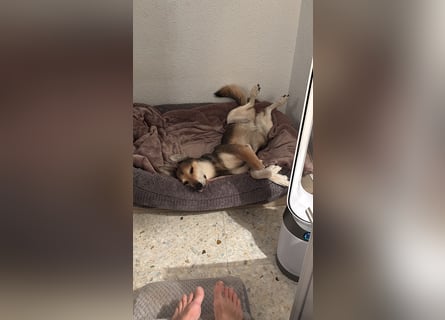 Akira sucht ein liebevolles Zuhause mit Garten