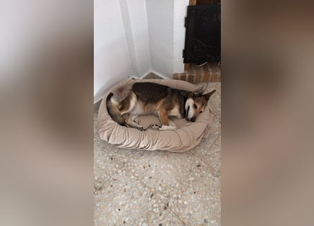 Akira sucht ein liebevolles Zuhause mit Garten