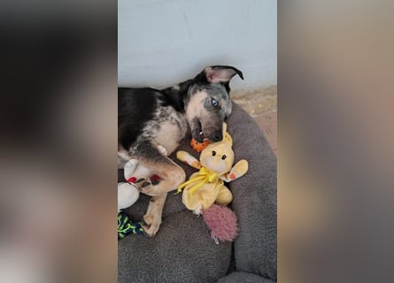 Spot sucht seine Menschen