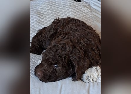 Lagotto Romagnolo Welpen