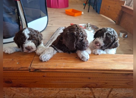 Lagotto Romagnolo Welpen