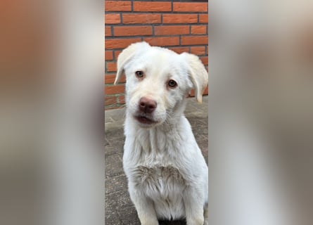 Labrador mischling Weibchen