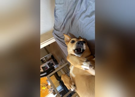 Ida sucht ein liebevolles Zuhause