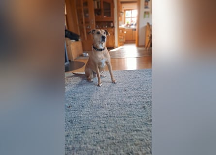 Ida sucht ein liebevolles Zuhause