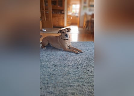 Ida sucht ein liebevolles Zuhause