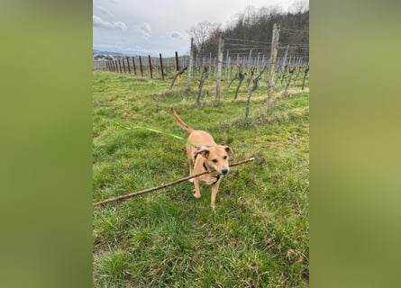 Ida sucht ein liebevolles Zuhause